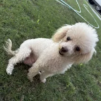 Toy poodle, a male Poodle - Toy  for sale in Delano, CA – 4 of 7