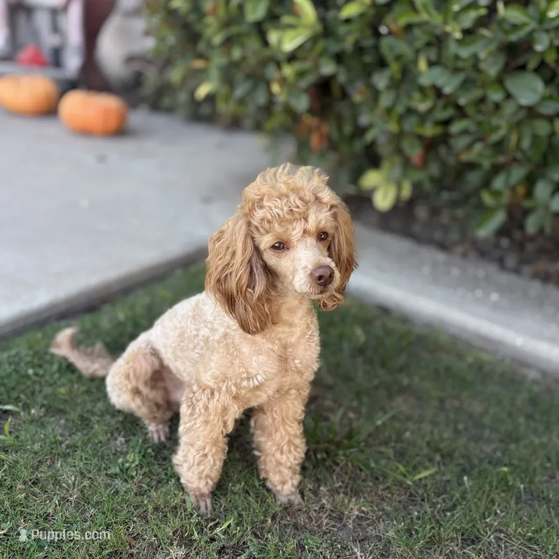 Toy poodle – Poodle - Toy  puppy for sale in Delano, CA