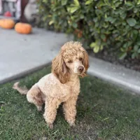 Toy poodle, a male Poodle - Toy  for sale in Delano, CA – 1 of 7