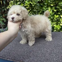 Toy poodle, a male Poodle - Toy  for sale in Delano, CA – 5 of 7
