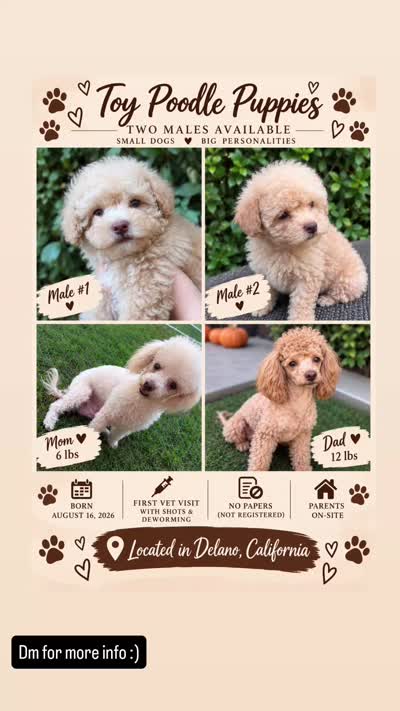 Toy poodle, a male Poodle - Toy  for sale in Delano, CA – 6 of 7