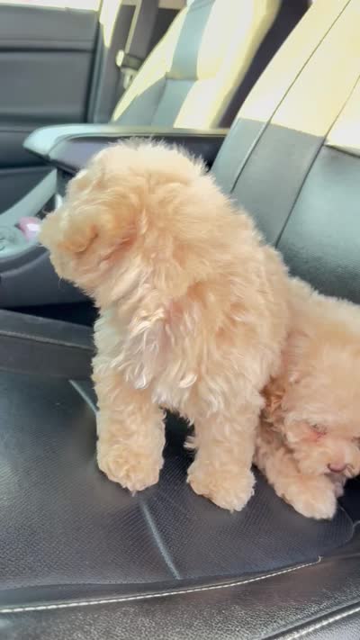 Toy poodle, a male Poodle - Toy  for sale in Delano, CA – 7 of 7