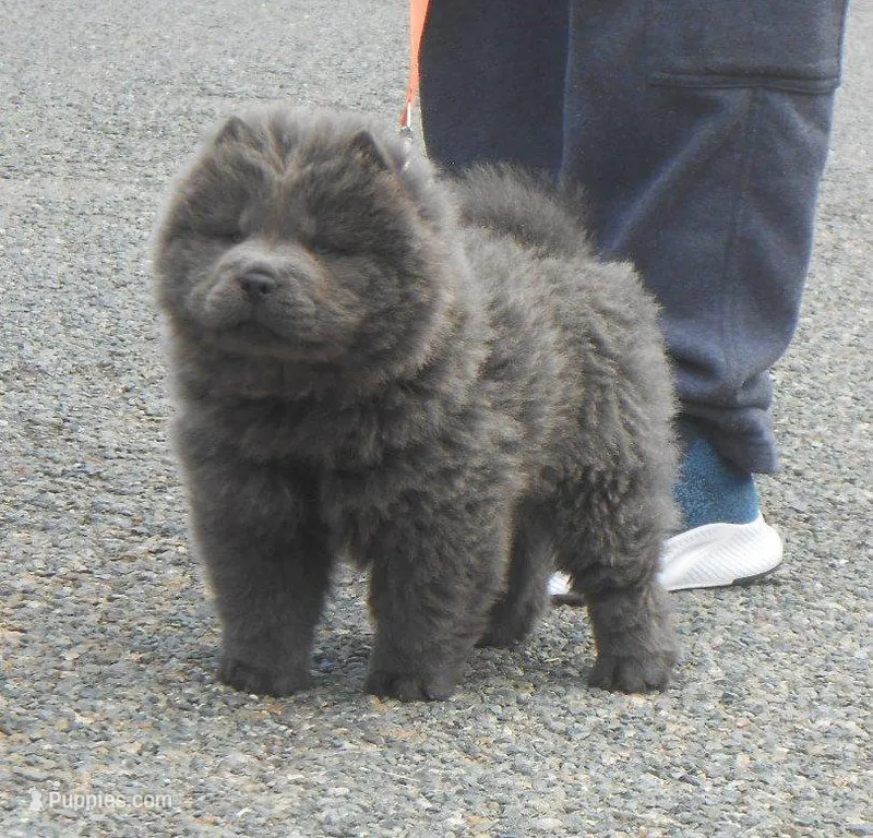 Chowboy #2  – Chow Chow puppy for sale in Oroville, CA