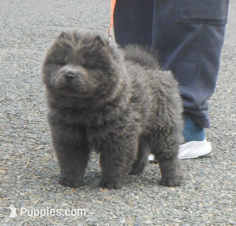 Chowboy #2 , a male Chow Chow for sale in Oroville, CA – Photo 1 of 5