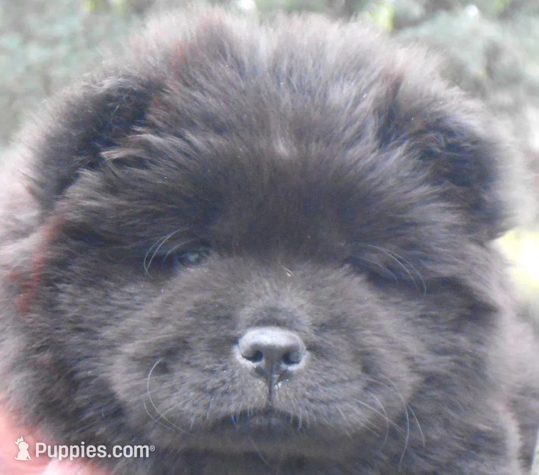 Chowgirl #1, a female Chow Chow for sale in Oroville, CA – Photo 2 of 4