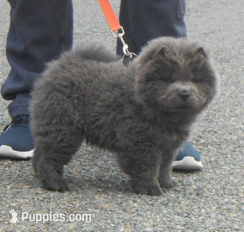Chowboy #2 , a male Chow Chow for sale in Oroville, CA – Photo 3 of 5