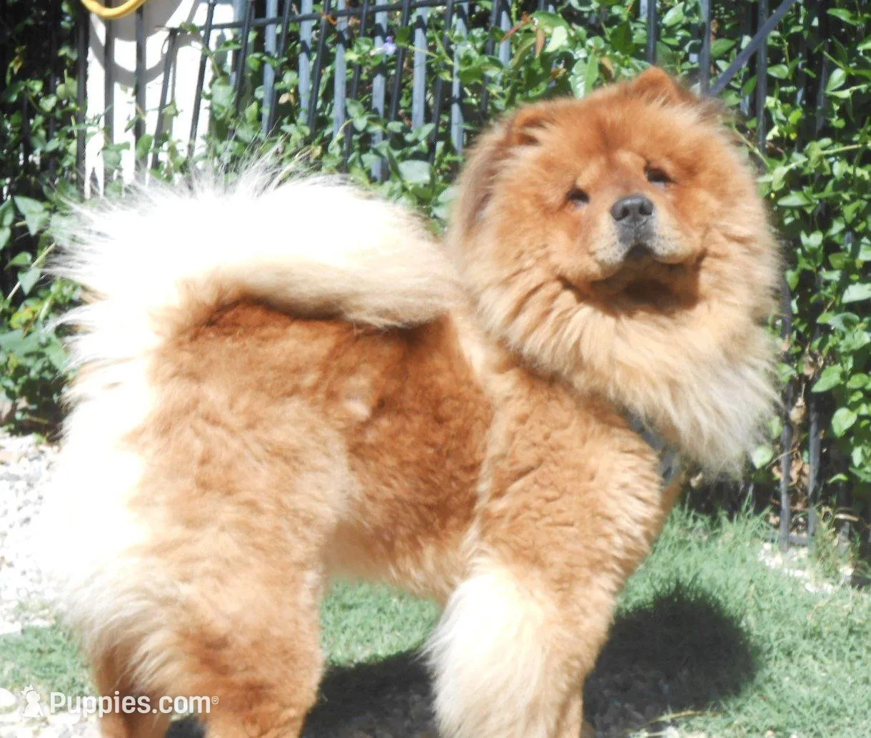 Chowgirl #1, a female Chow Chow for sale in Oroville, CA – Photo 7 of 7