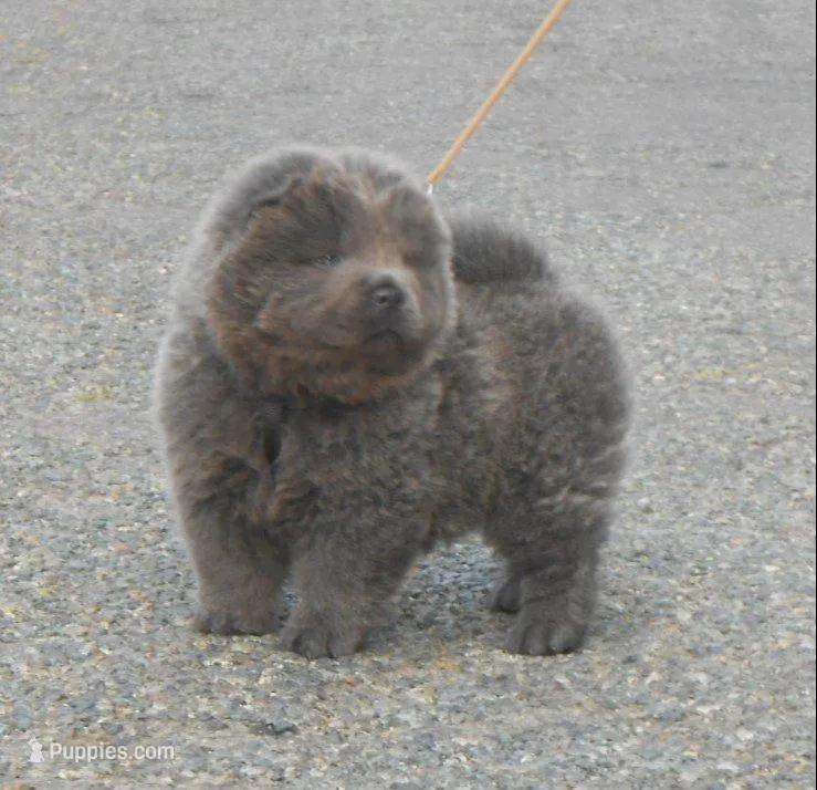 Chowboy #2  – Chow Chow puppy for sale in Oroville, CA