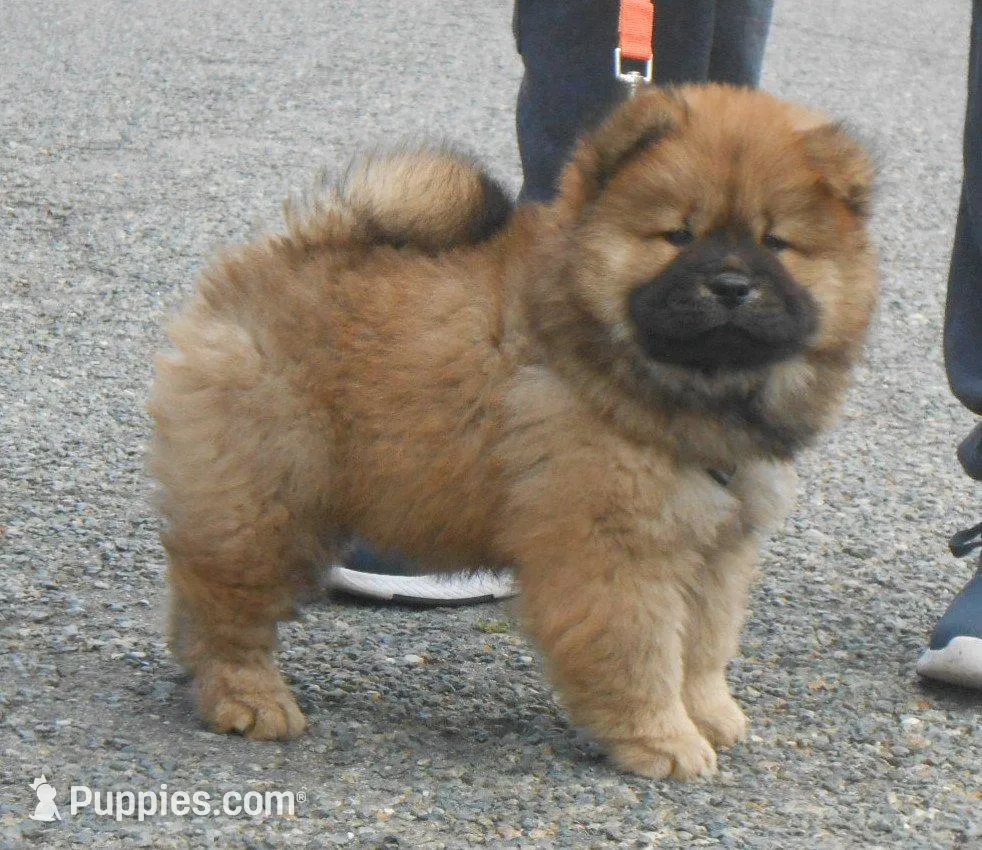 Chowboy #4, a male Chow Chow for sale in Oroville, CA – Photo 3 of 5