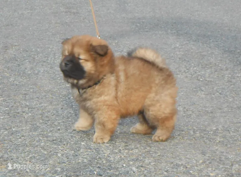 Chowboy #4 – Chow Chow puppy for sale in Oroville, CA