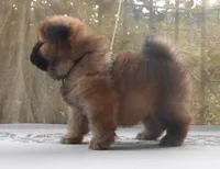 Chowboy #4, a male Chow Chow for sale in Oroville, CA – Photo 1 of 6