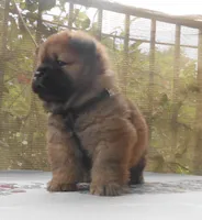 Chowboy #4, a male Chow Chow for sale in Oroville, CA – Photo 2 of 6