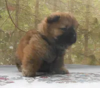 Chowboy #4, a male Chow Chow for sale in Oroville, CA – Photo 3 of 6