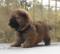 Chowboy #4, a male Chow Chow for sale in Oroville, CA – Photo 4 of 6