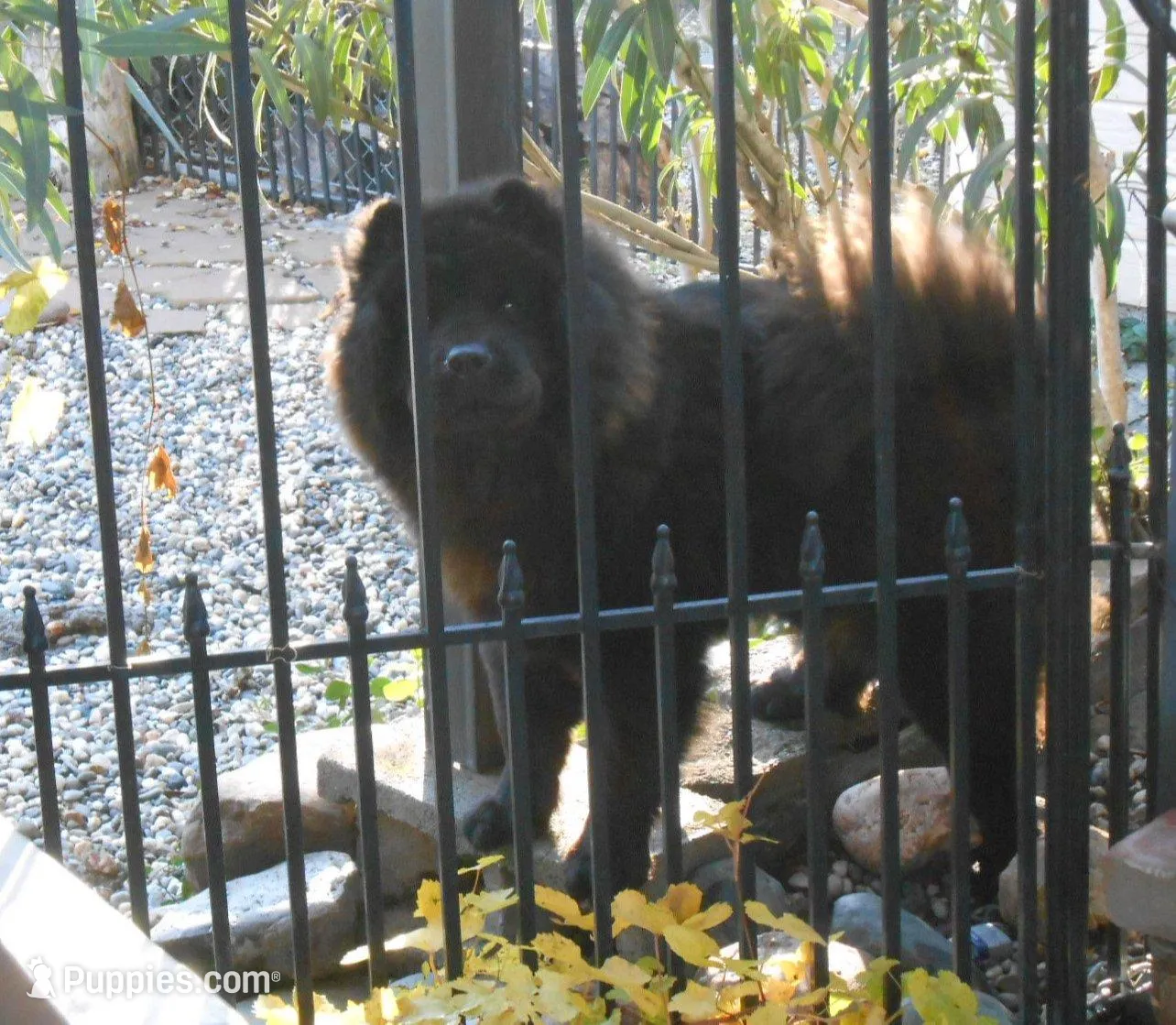 Chowboy #4, a male Chow Chow for sale in Oroville, CA – Photo 6 of 6