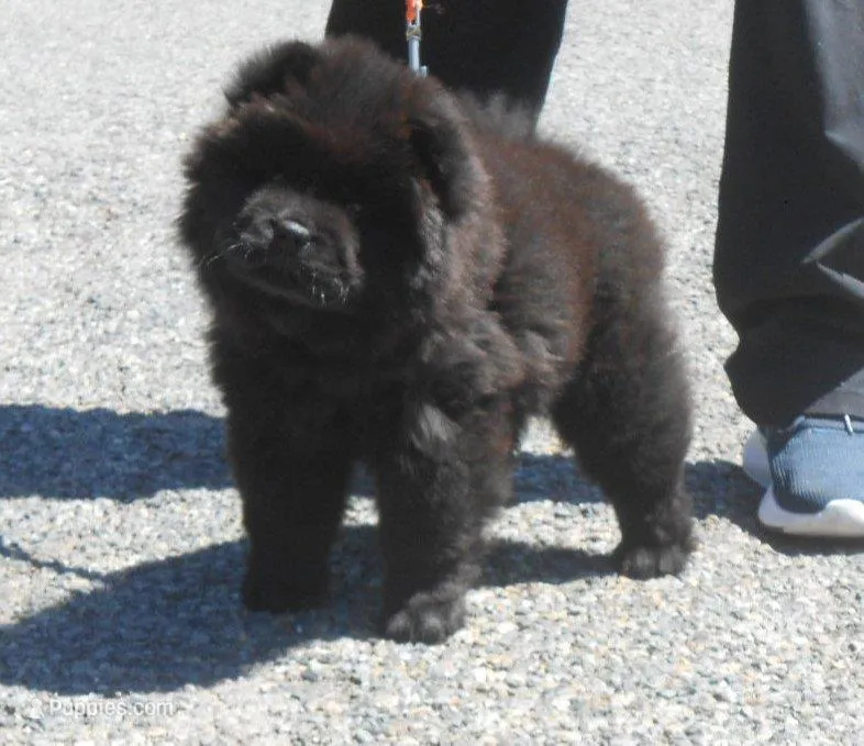 Chowgirl #1 – Chow Chow puppy for sale in Oroville, CA