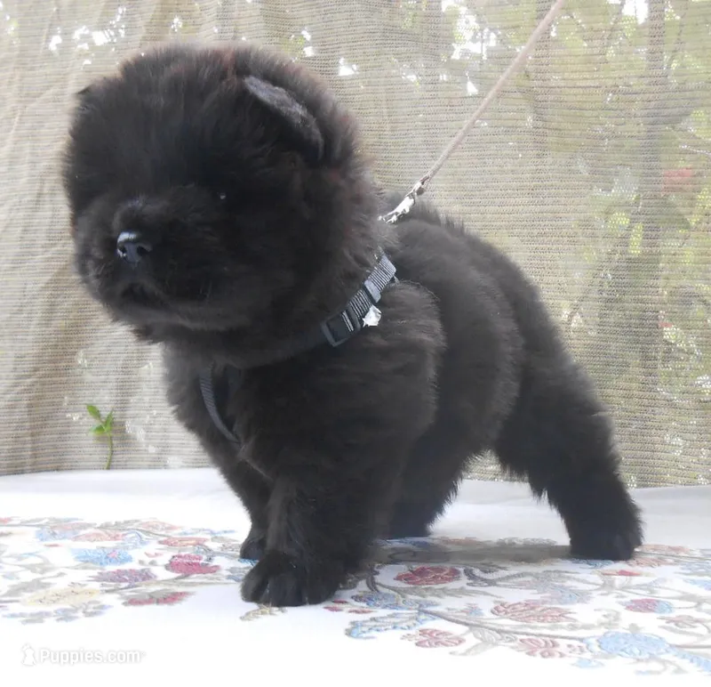 Chowgirl #1 – Chow Chow puppy for sale in Oroville, CA