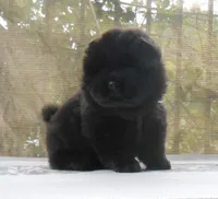 Chowgirl #1, a female Chow Chow for sale in Oroville, CA – Photo 5 of 7