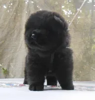 Chowgirl #1, a female Chow Chow for sale in Oroville, CA – Photo 3 of 7