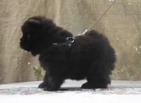 Chowgirl #1, a female Chow Chow for sale in Oroville, CA – Photo 4 of 7