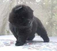 Chowgirl #1, a female Chow Chow for sale in Oroville, CA – Photo 2 of 7