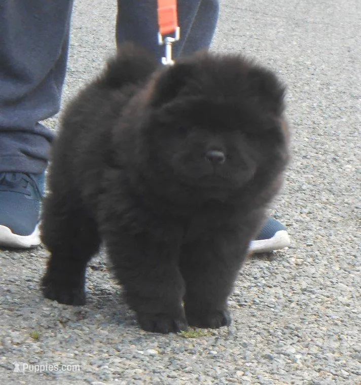 Chowgirl #1 – Chow Chow puppy for sale in Oroville, CA