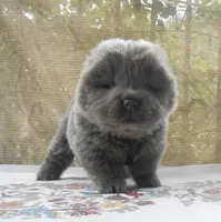 Chowboy #2 , a male Chow Chow for sale in Oroville, CA – Photo 2 of 3