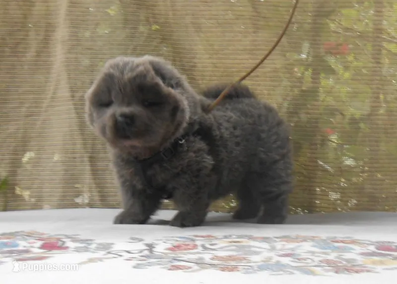 Chowboy #2 , a male Chow Chow for sale in Oroville, CA – Photo 1 of 3