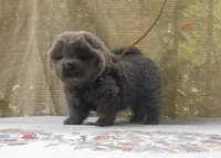 Chowboy #2 , a male Chow Chow for sale in Oroville, CA – Photo 1 of 3