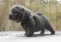 Chowboy #2 , a male Chow Chow for sale in Oroville, CA – Photo 3 of 3