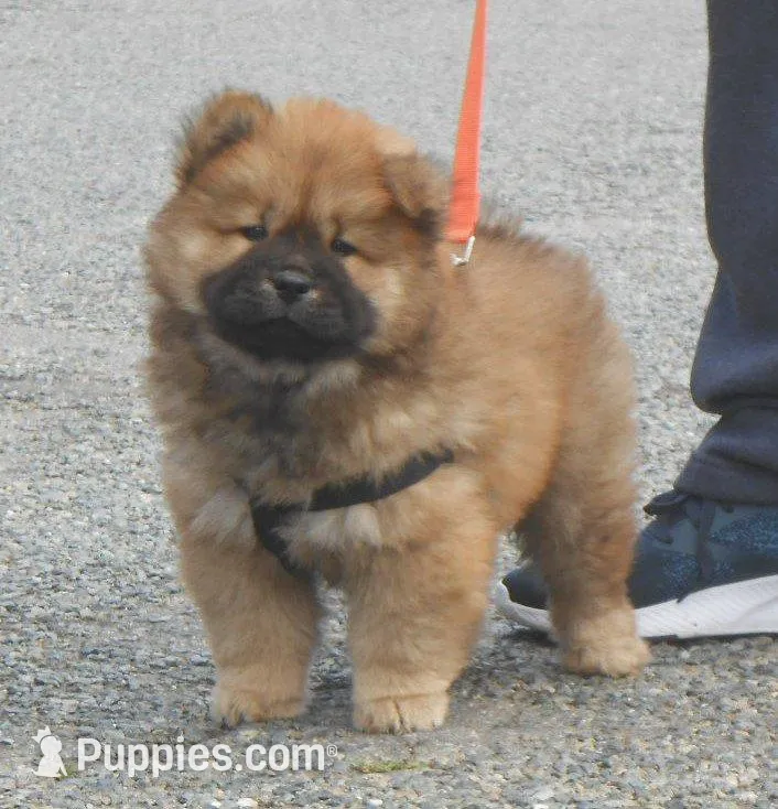 Chowboy #4, a male Chow Chow for sale in Oroville, CA – Photo 1 of 5