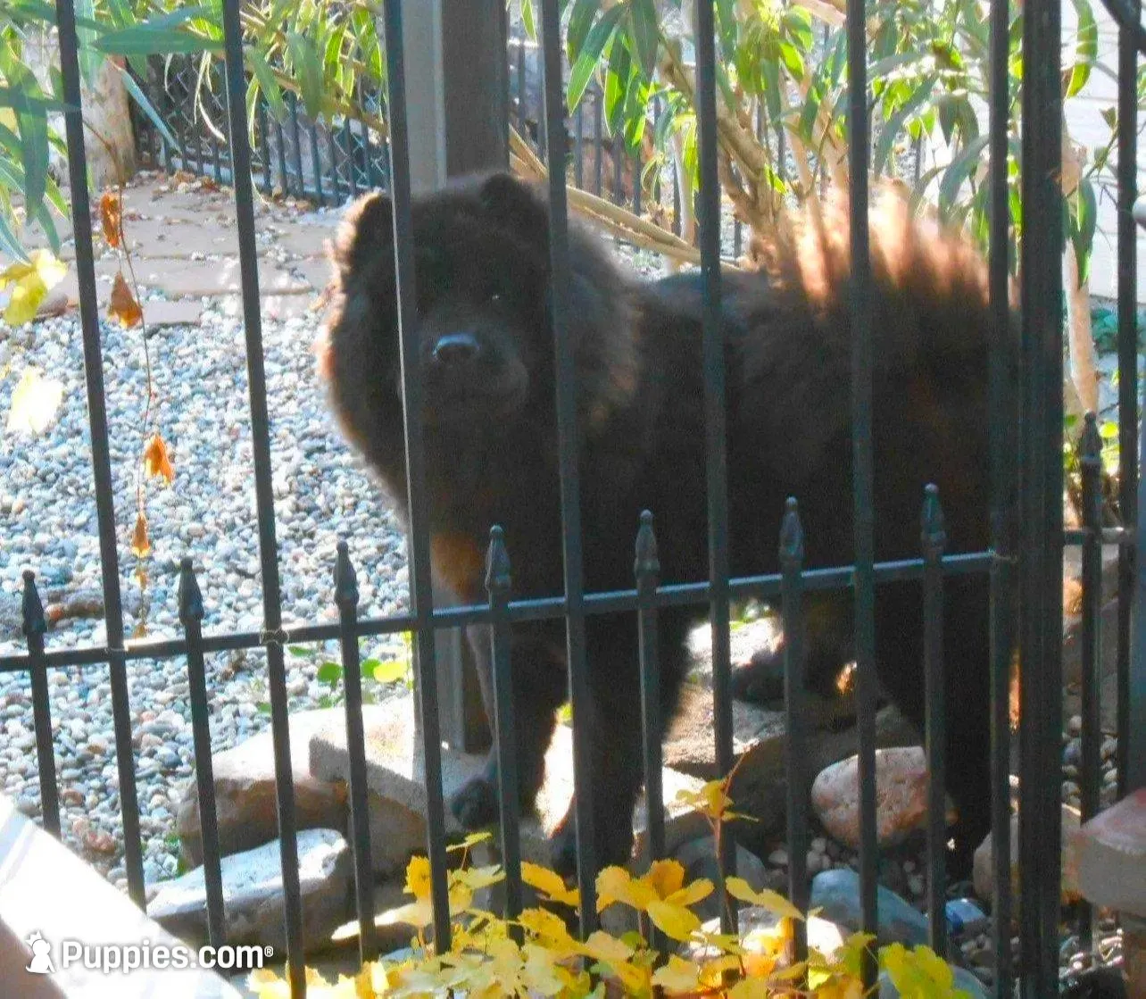 Chowboy #2 , a male Chow Chow for sale in Oroville, CA – Photo 4 of 5