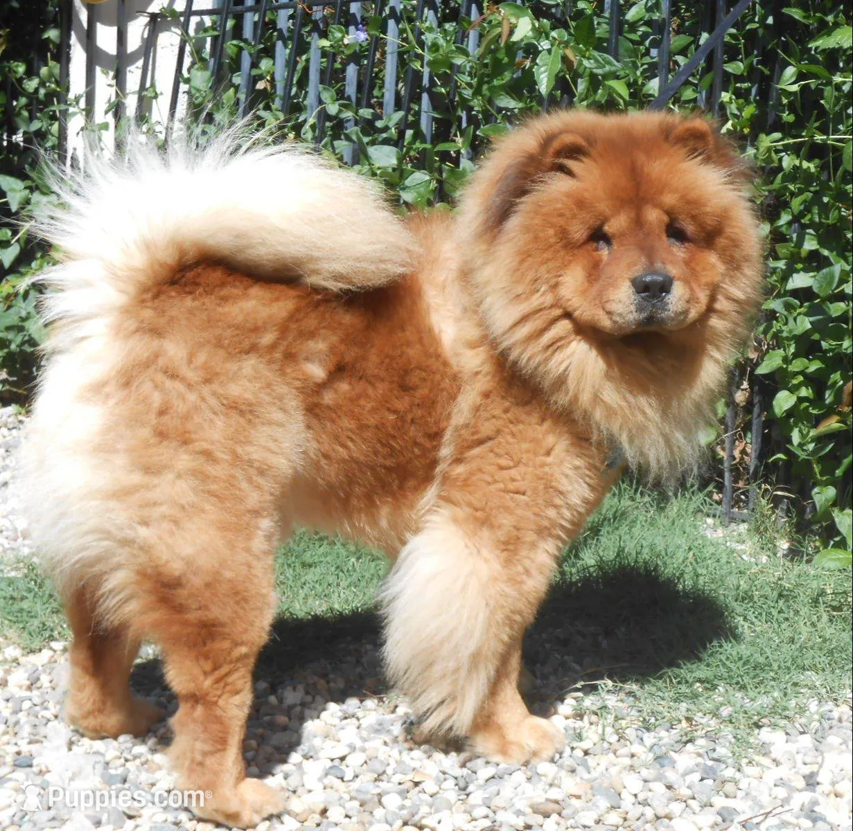 Chowboy #4, a male Chow Chow for sale in Oroville, CA – Photo 5 of 6