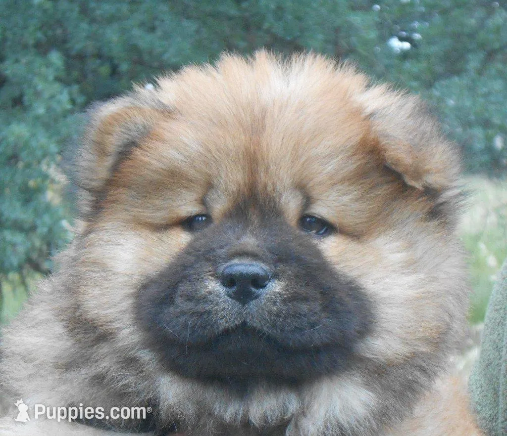Chowboy #4, a male Chow Chow for sale in Oroville, CA – Photo 2 of 5