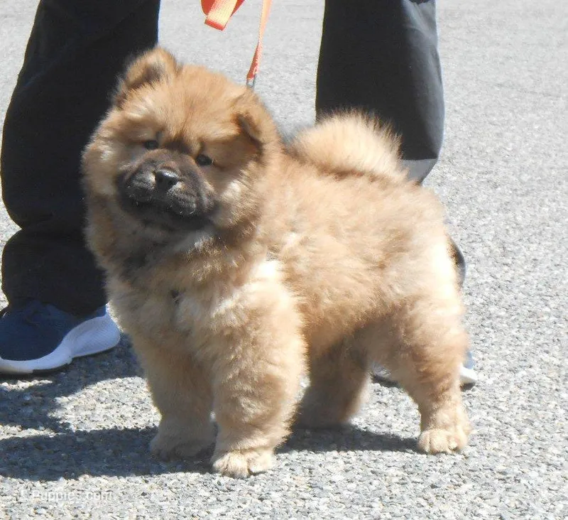 Chowboy #4 – Chow Chow puppy for sale in Oroville, CA