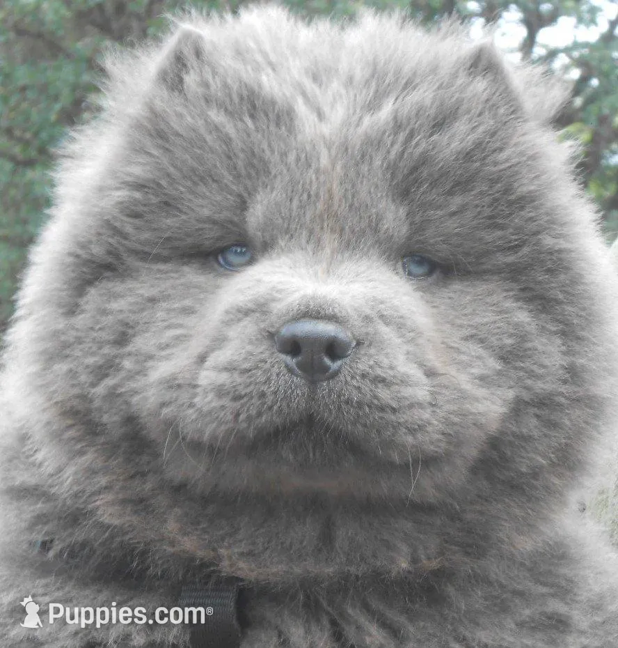 Chowboy #2 , a male Chow Chow for sale in Oroville, CA – Photo 2 of 5