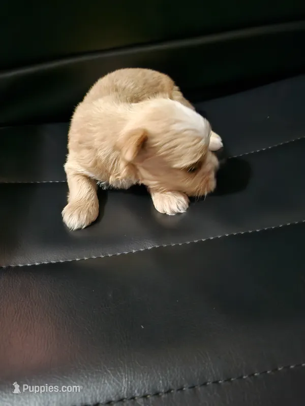 Iris – Yorkshire Terrier puppy for sale in Rutherfordton, NC