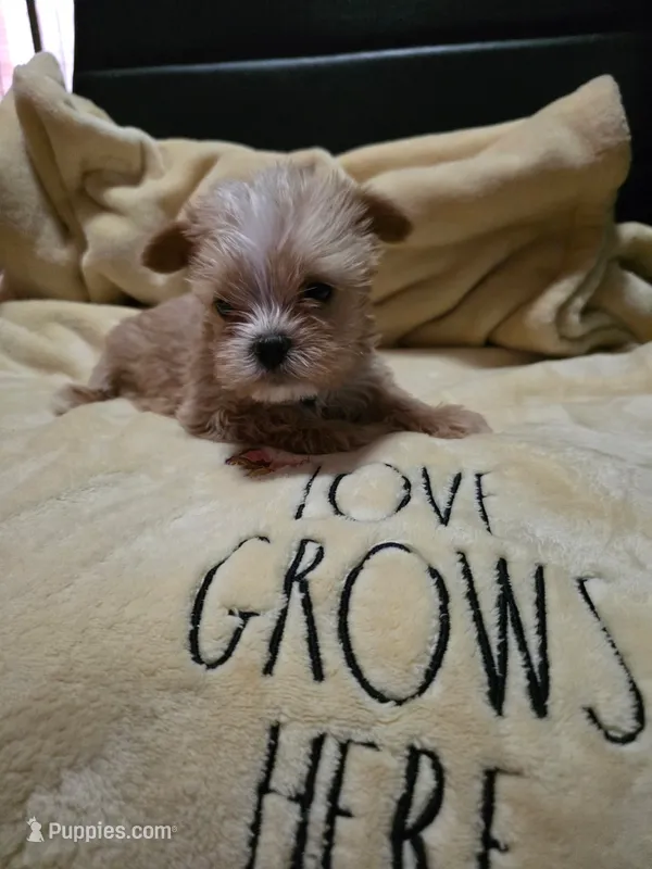 Stanley  – Yorkshire Terrier puppy for sale in Rutherfordton, NC