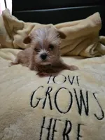 Stanley , a male Yorkshire Terrier for sale in Rutherfordton, NC – 1 of 1