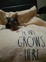 Mickey, a male Yorkshire Terrier for sale in Rutherfordton, NC – 1 of 1