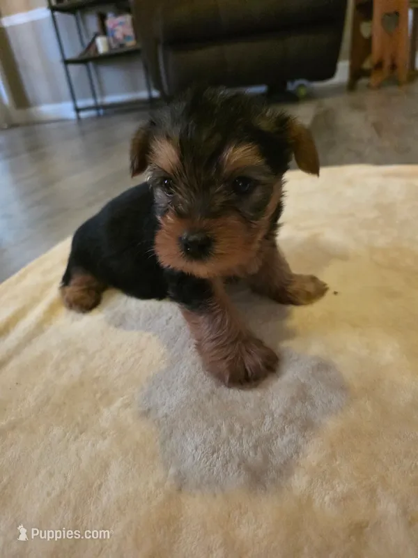 Yogi – Yorkshire Terrier puppy for sale in Rutherfordton, NC