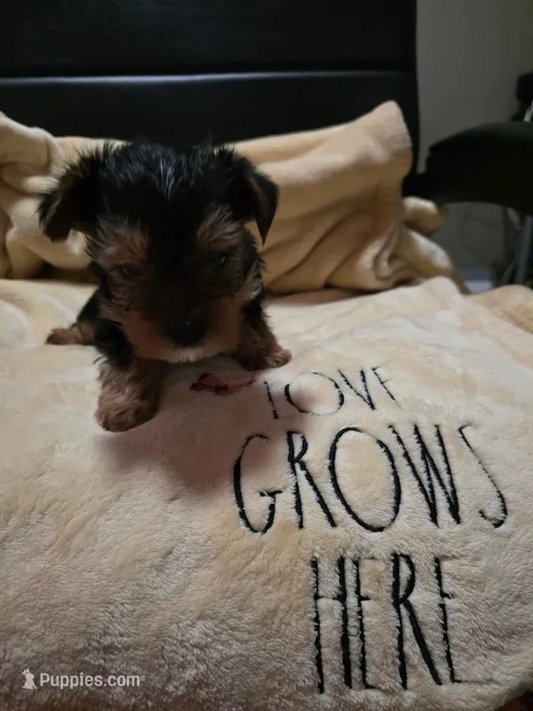 Miles – Yorkshire Terrier puppy for sale in Rutherfordton, NC