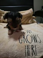 Miles, a male Yorkshire Terrier for sale in Rutherfordton, NC – 1 of 1
