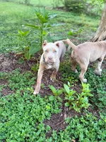 Amelia , a female American Bully for sale in Charlotte, NC – 5 of 10
