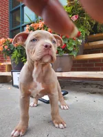Amelia , a female American Bully for sale in Charlotte, NC – 2 of 4