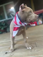JU JU, a female American Bully for sale in Charlotte, NC – 4 of 9