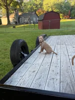 Amelia , a female American Bully for sale in Charlotte, NC – 3 of 10