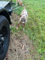 Amelia , a female American Bully for sale in Charlotte, NC – 6 of 10
