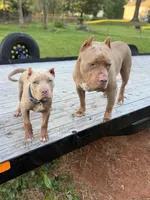 Amelia , a female American Bully for sale in Charlotte, NC – 4 of 10