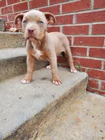 Amelia , a female American Bully for sale in Charlotte, NC – 4 of 4